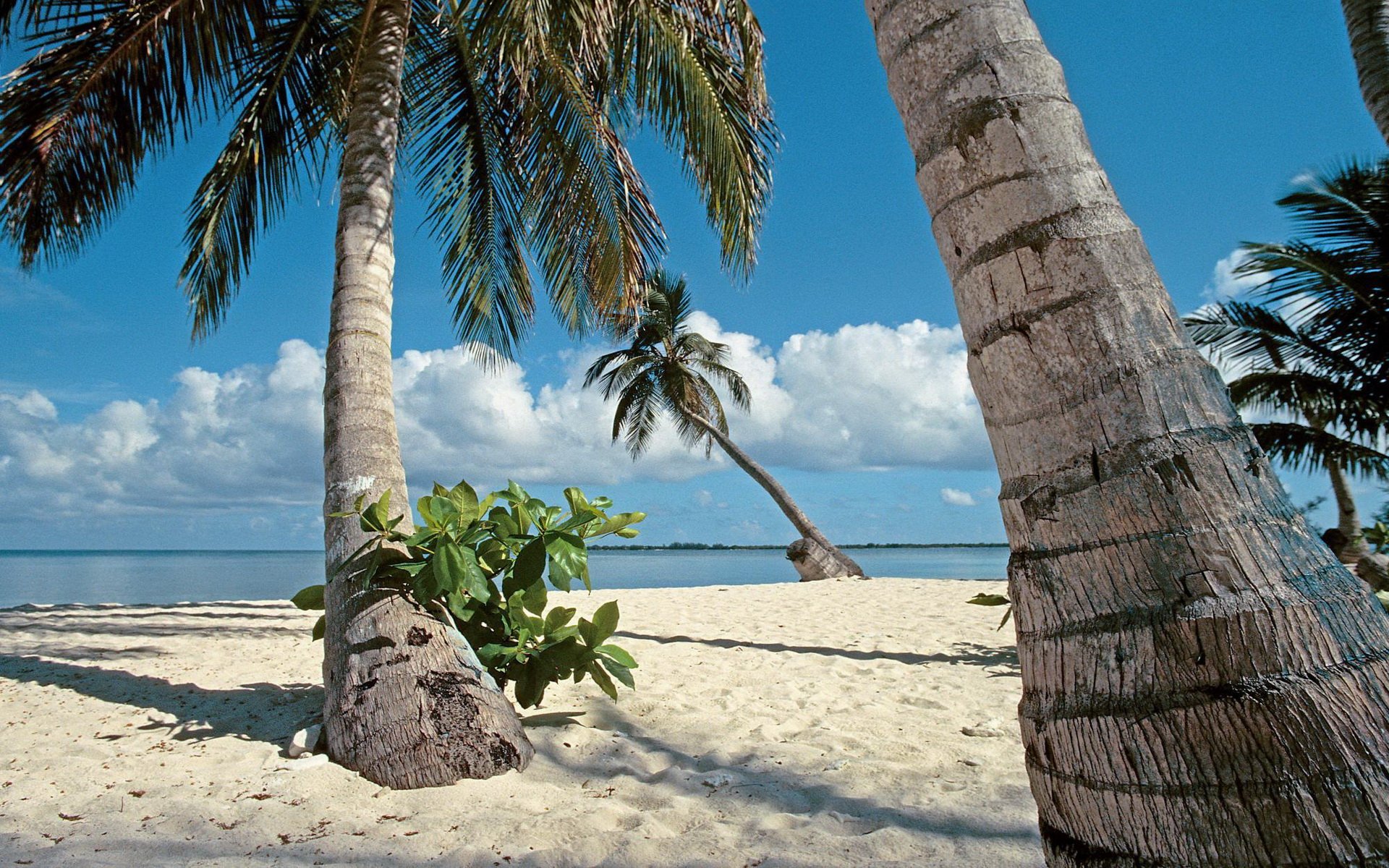 Download Nature Palm Tree HD Wallpaper