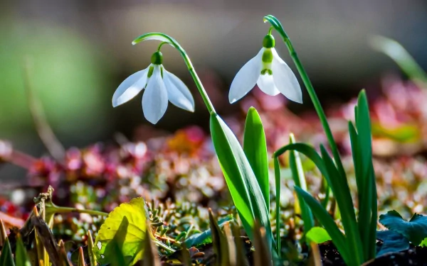 A close-up image of delicate white snowdrop flowers emerging from the ground, set against a blurred natural background, showcasing the beauty of nature. HD PC desktop wallpaper and background.