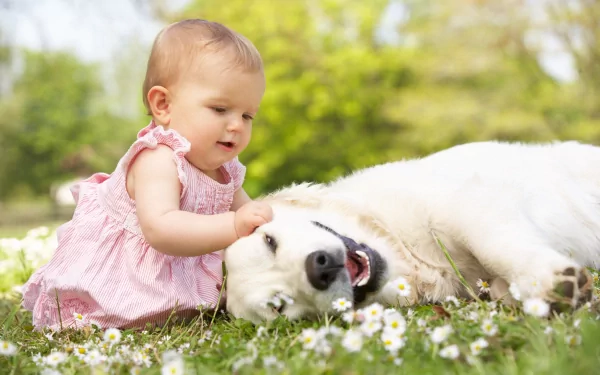 A delightful image of a baby in a pink dress playfully touching a golden retriever lying on the grass, surrounded by blooming daisies. This 4K Ultra HD wallpaper captures a heartwarming moment.