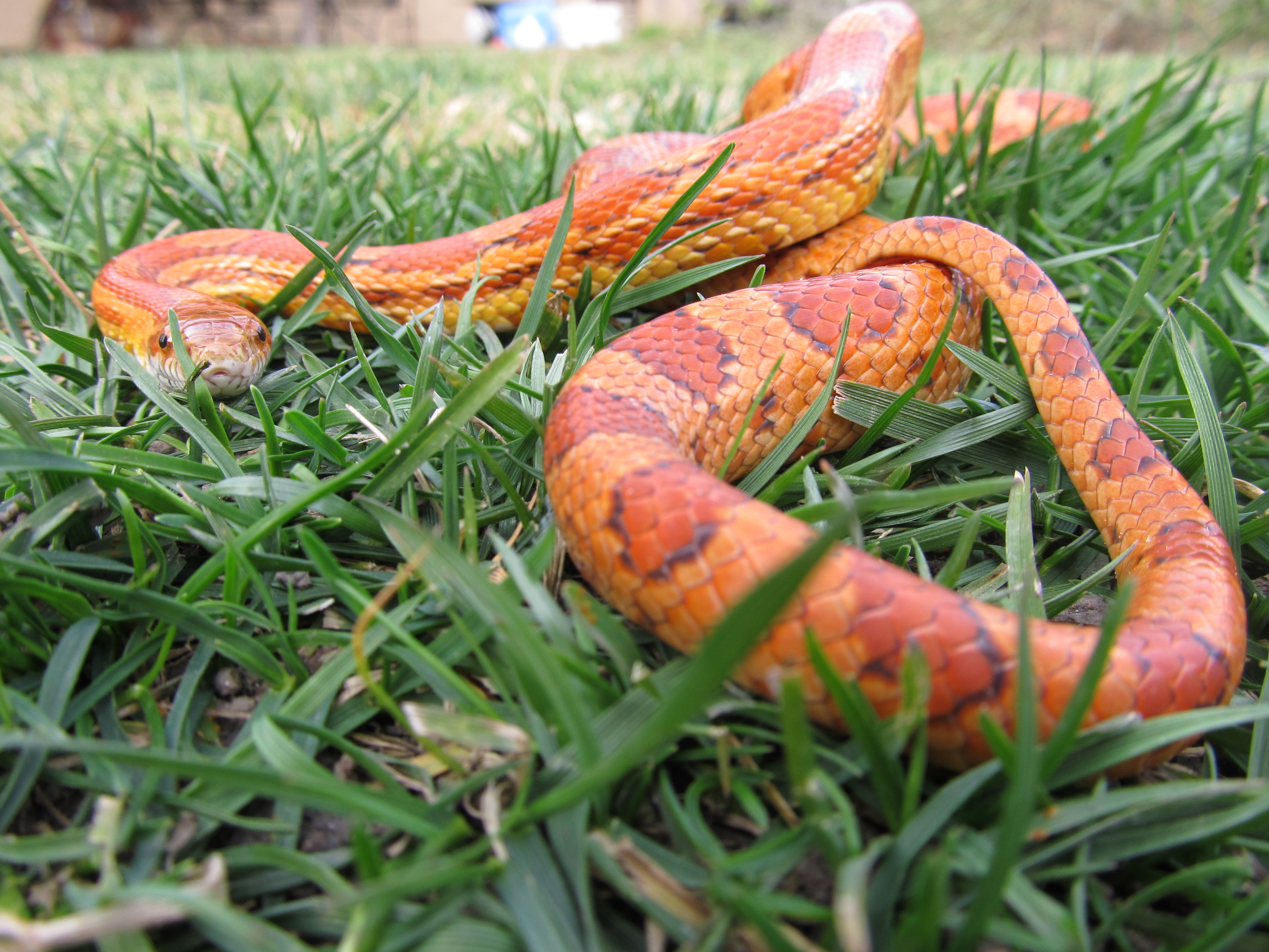 A vibrant corn snake slithers through grass in this HD desktop wallpaper.