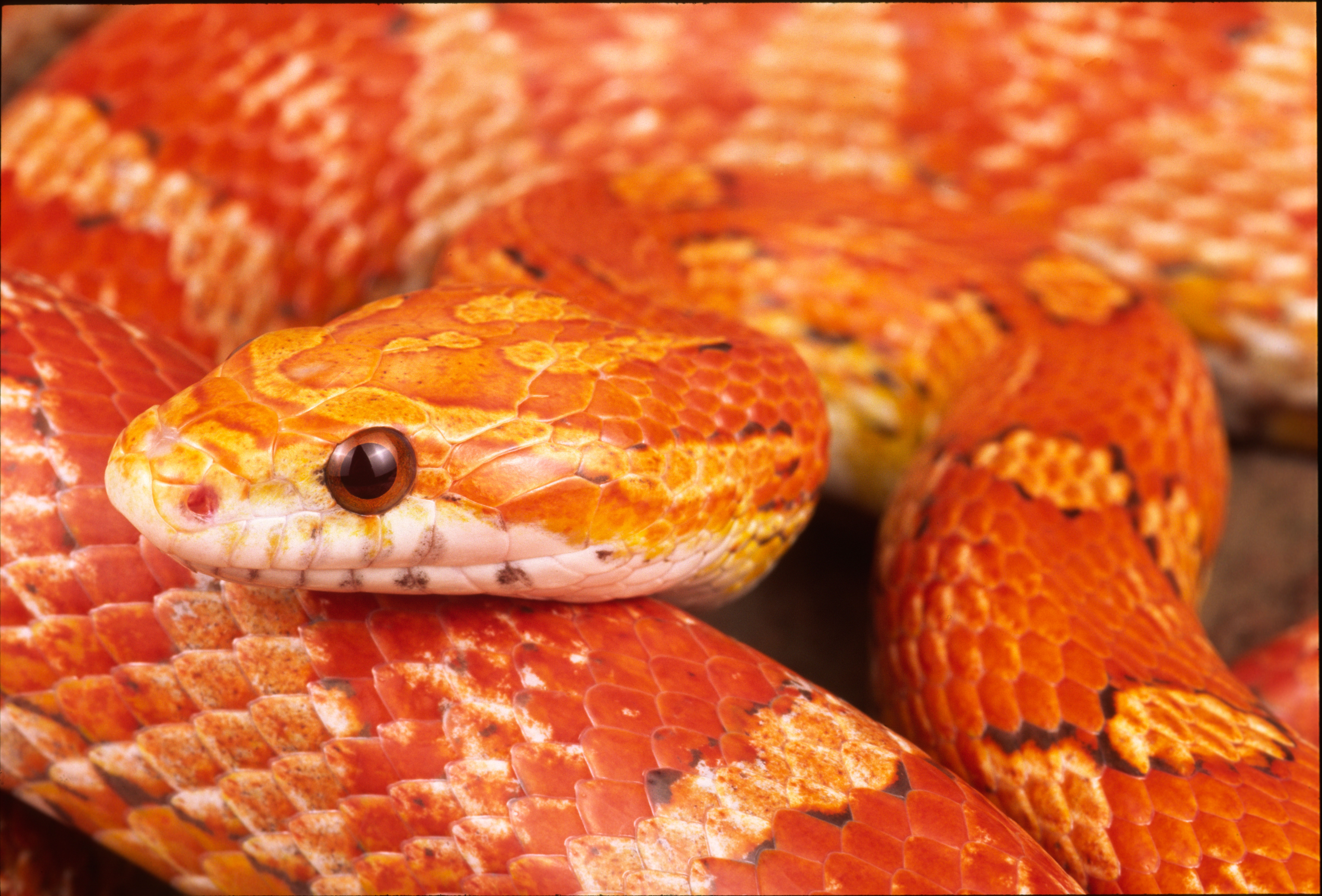 HD wallpaper of a vibrant orange and yellow corn snake up close, providing a vivid desktop background.