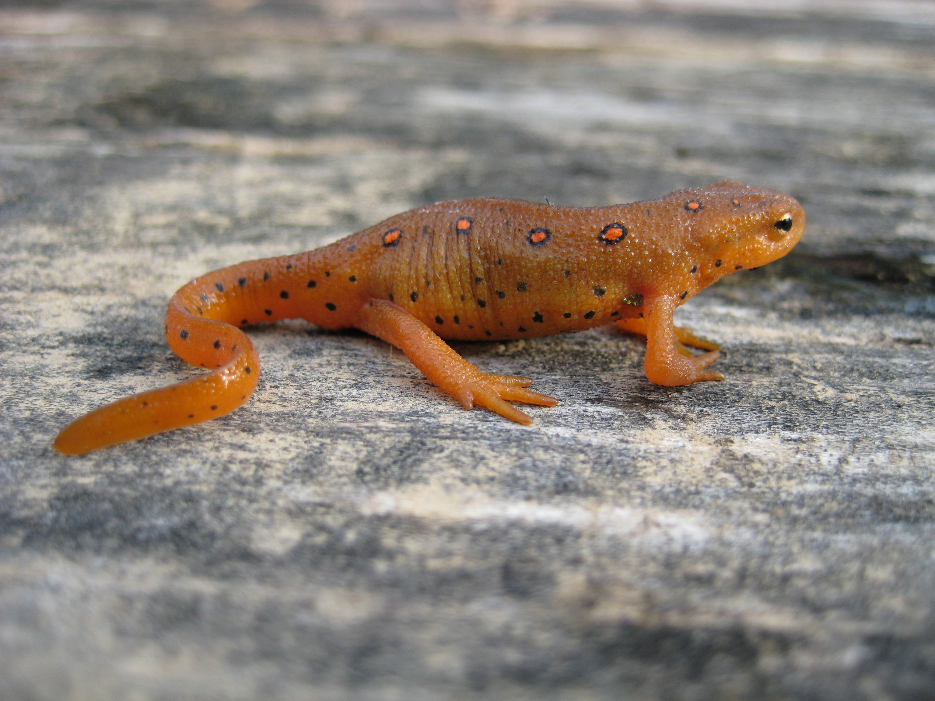 Download Animal Eastern Newt HD Wallpaper