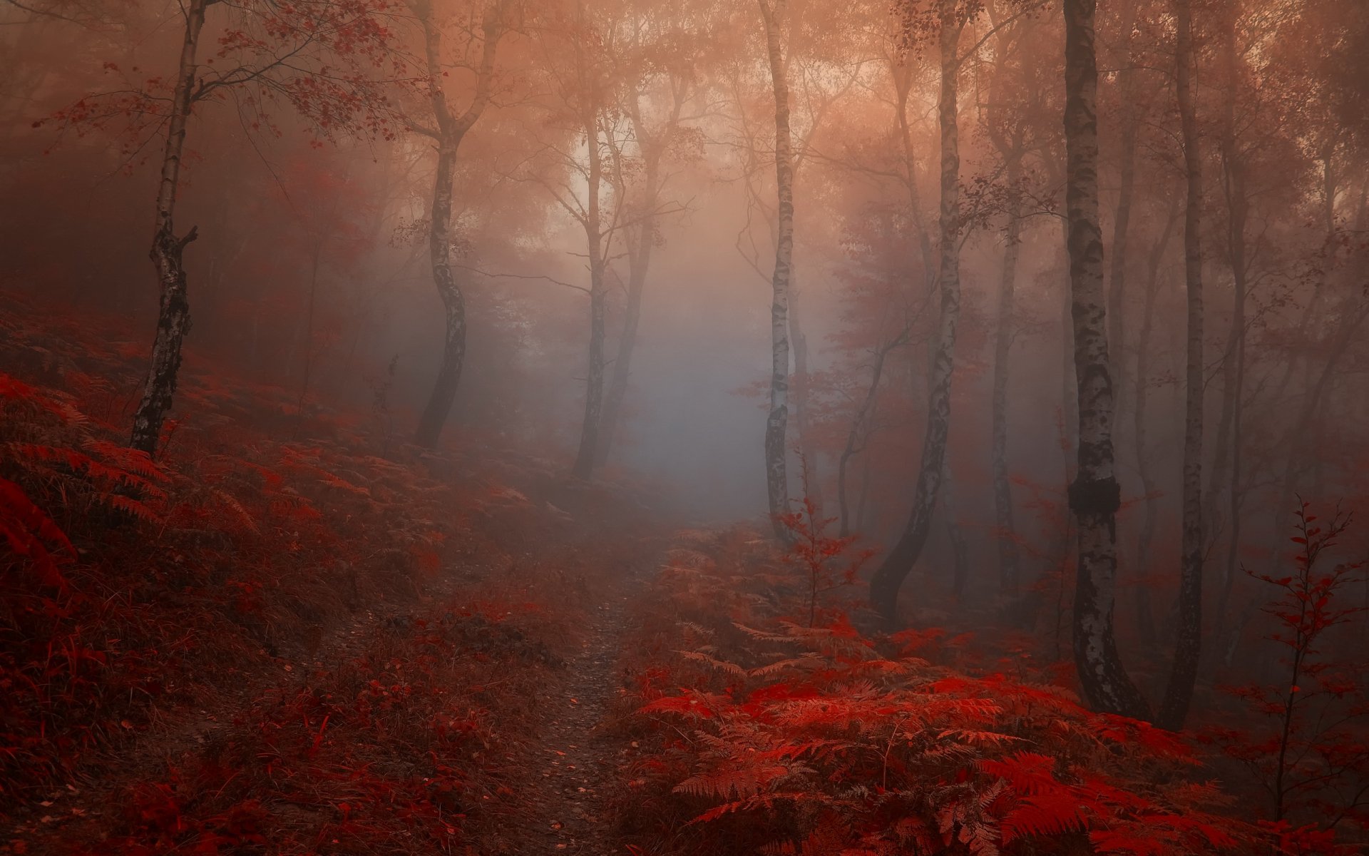 A foggy autumn forest with vivid red foliage, captured in an HD desktop wallpaper. The mist envelops the slender trees, creating a serene and mystical natural scene.