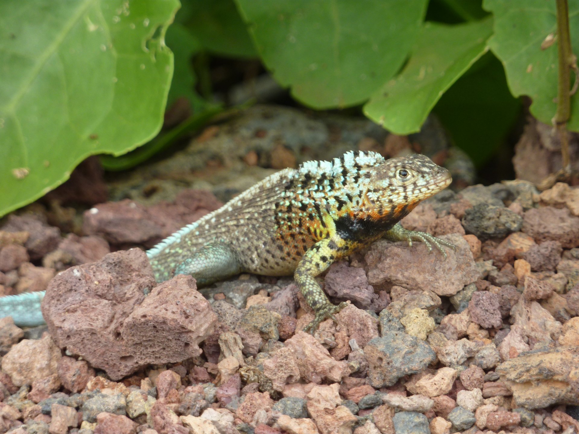 Download Animal Lizard HD Wallpaper