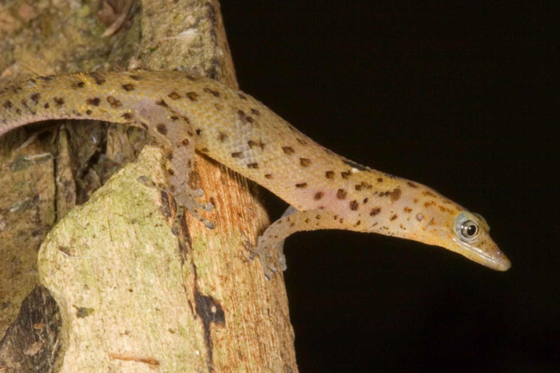 Download Animal Gecko HD Wallpaper