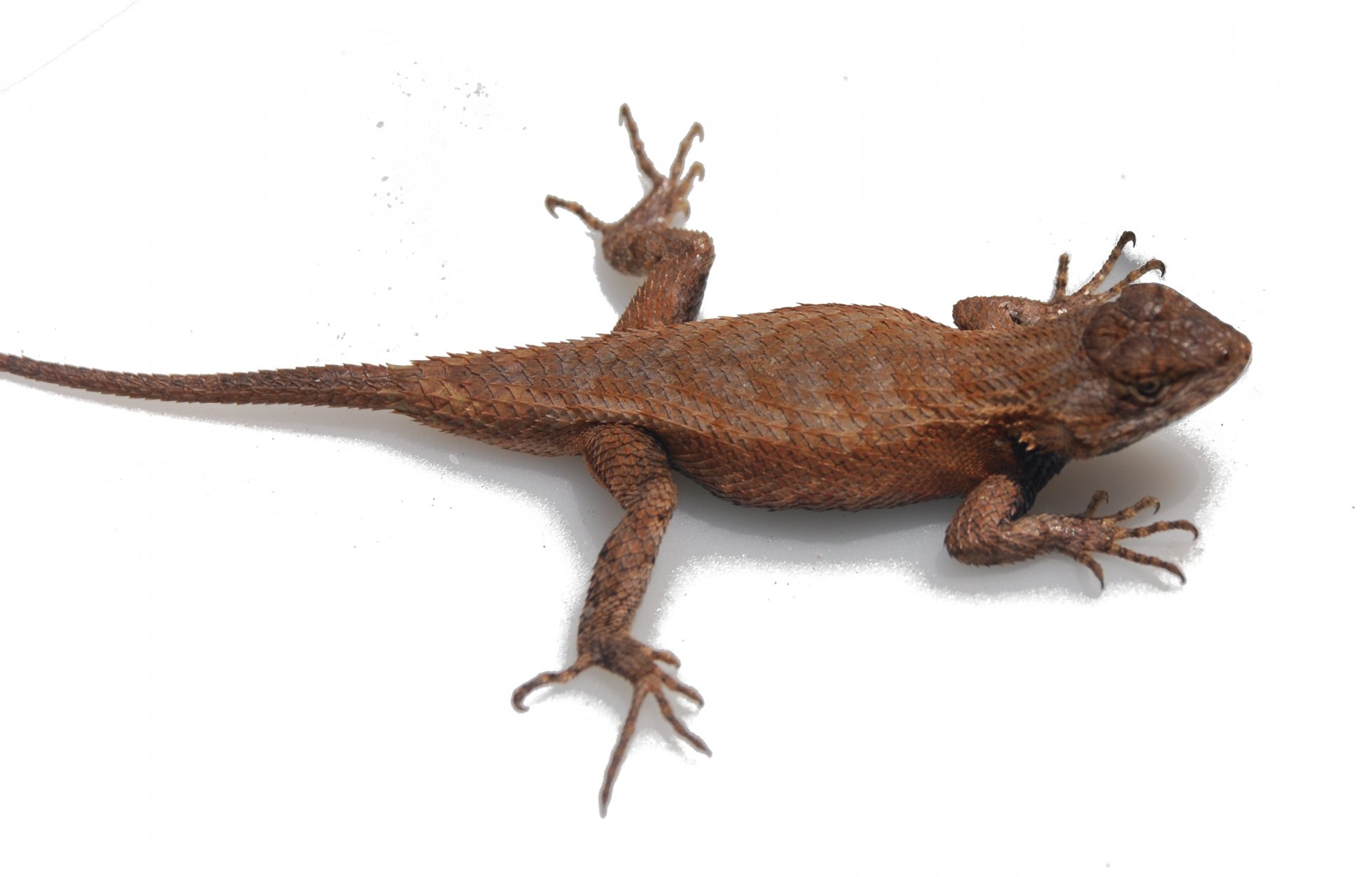 Download Animal Eastern Fence Lizard HD Wallpaper