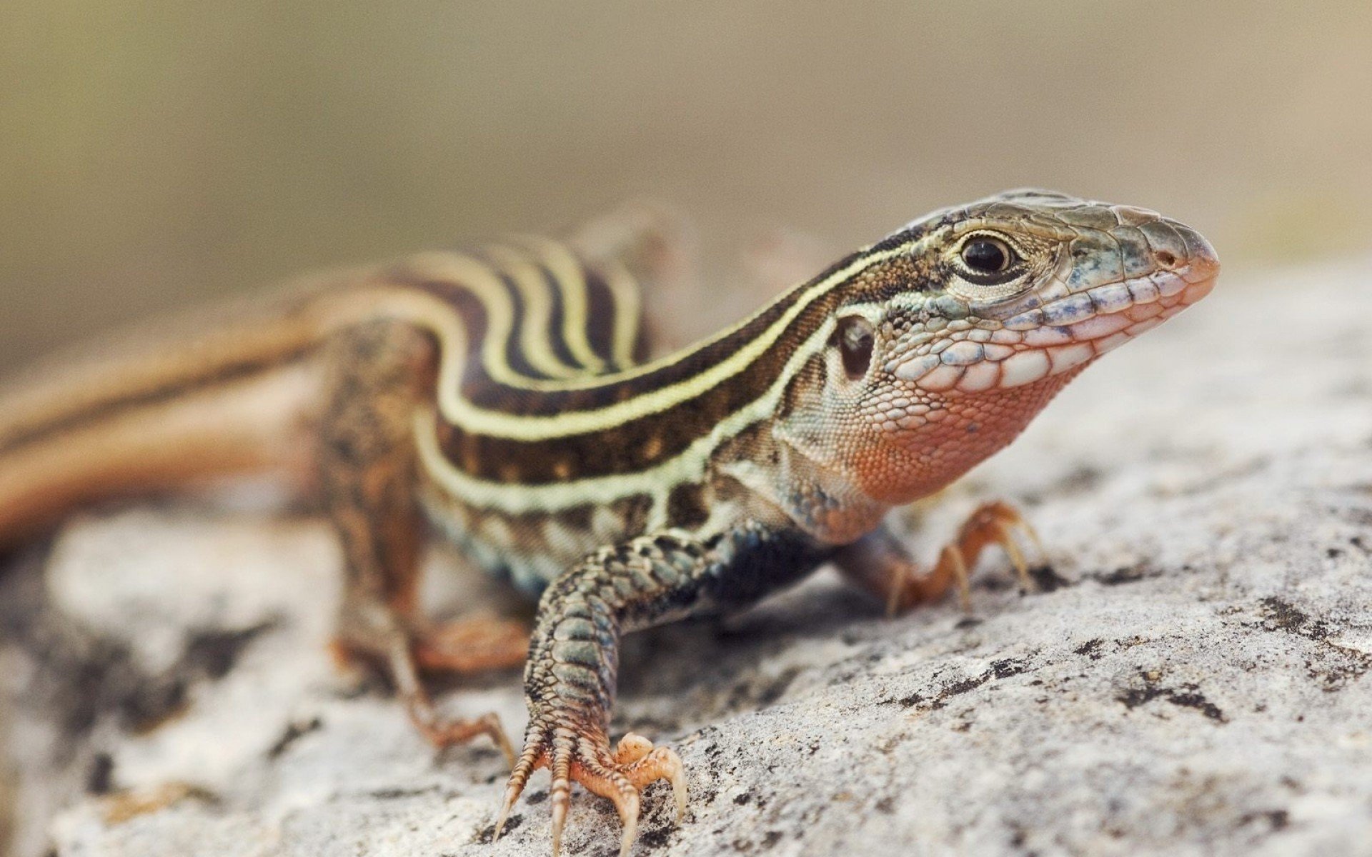 Download Animal Lizard HD Wallpaper | 1920x1200 | Wallpaper Abyss