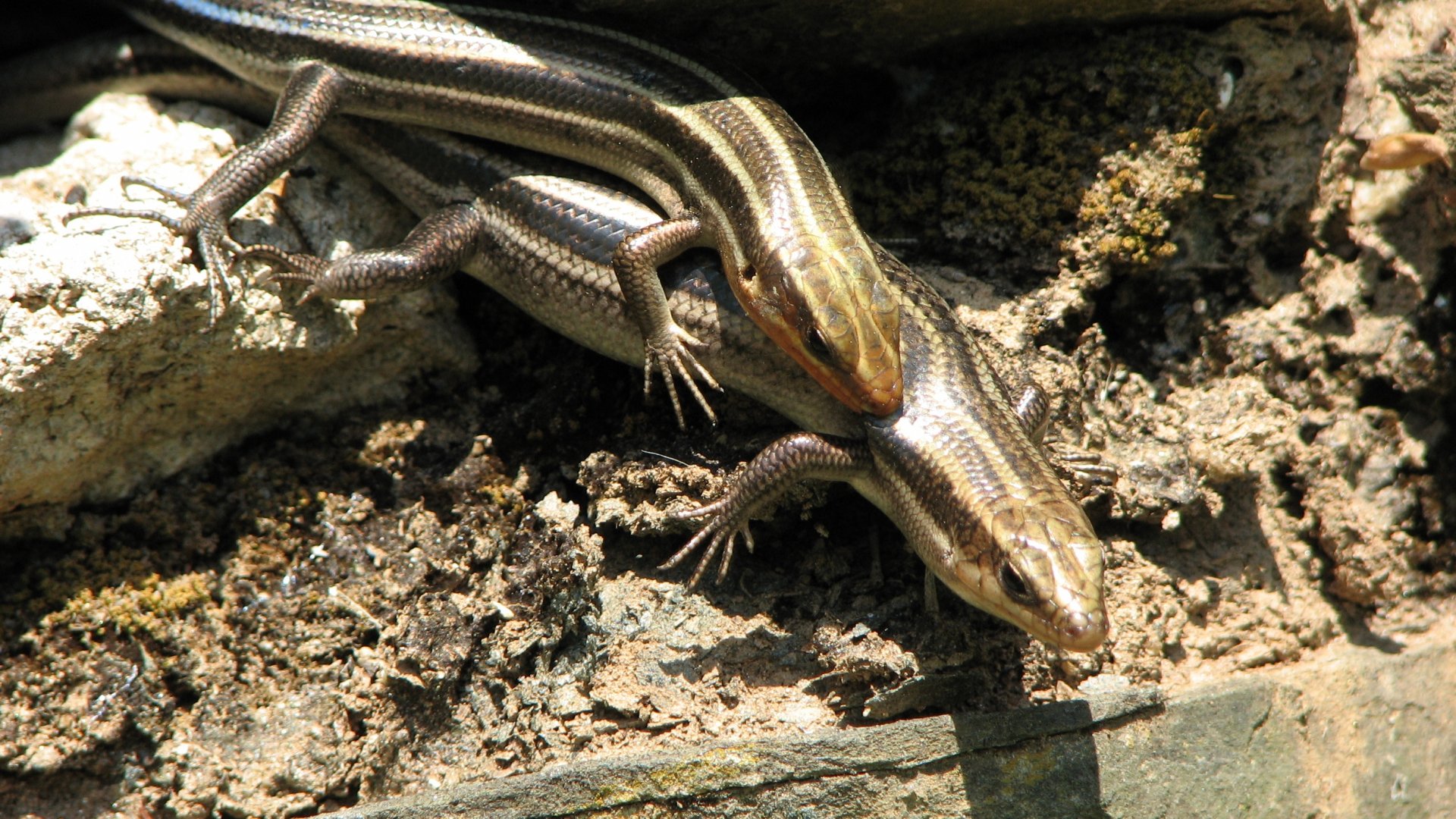 Download Animal Skink HD Wallpaper
