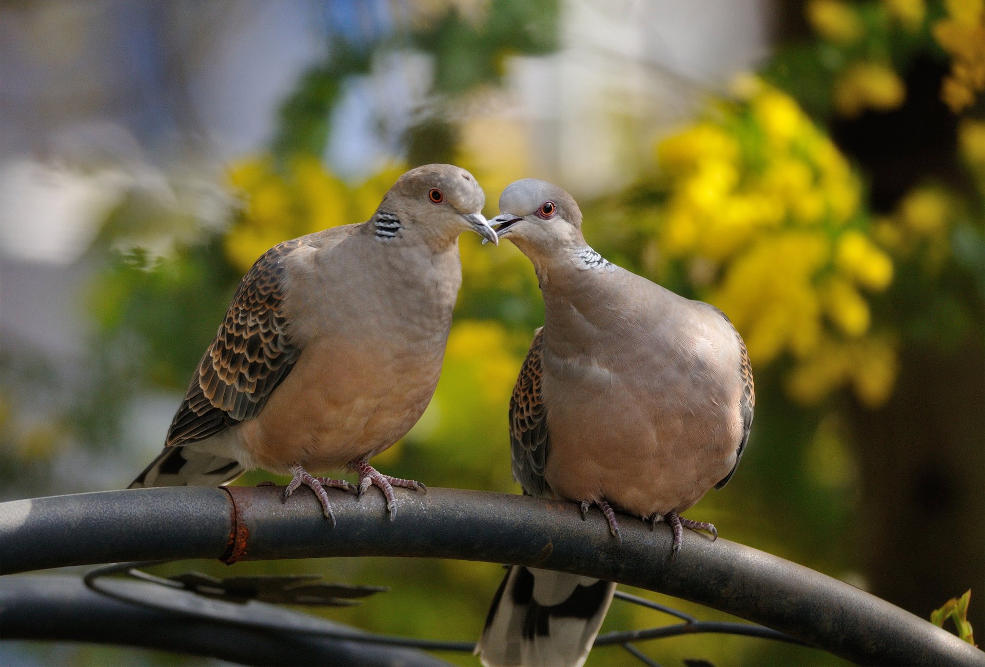 A serene image of two doves perched together, surrounded by vibrant yellow flowers, making an enchanting HD desktop wallpaper and background.