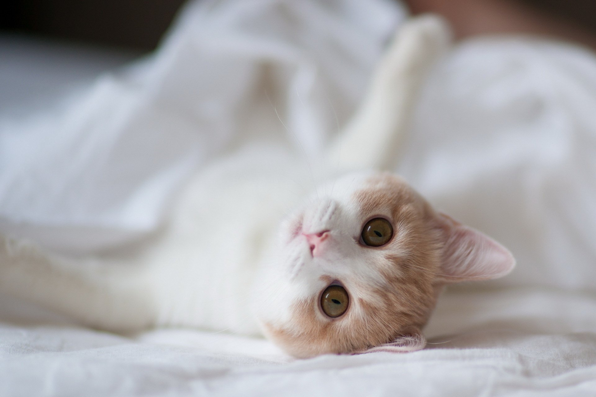 A charming cat relaxes on a soft white surface, showcasing its playful demeanor. This high-definition image serves as an appealing desktop wallpaper and background.