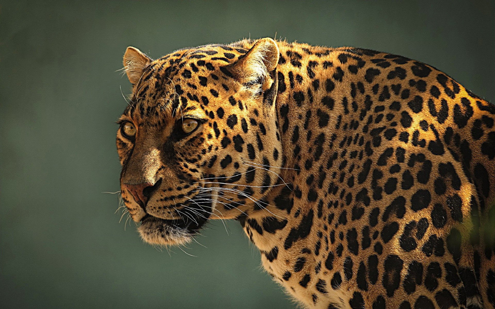 HD PC desktop wallpaper featuring a close-up of a leopard with detailed fur patterns and intense eyes against a muted green background.