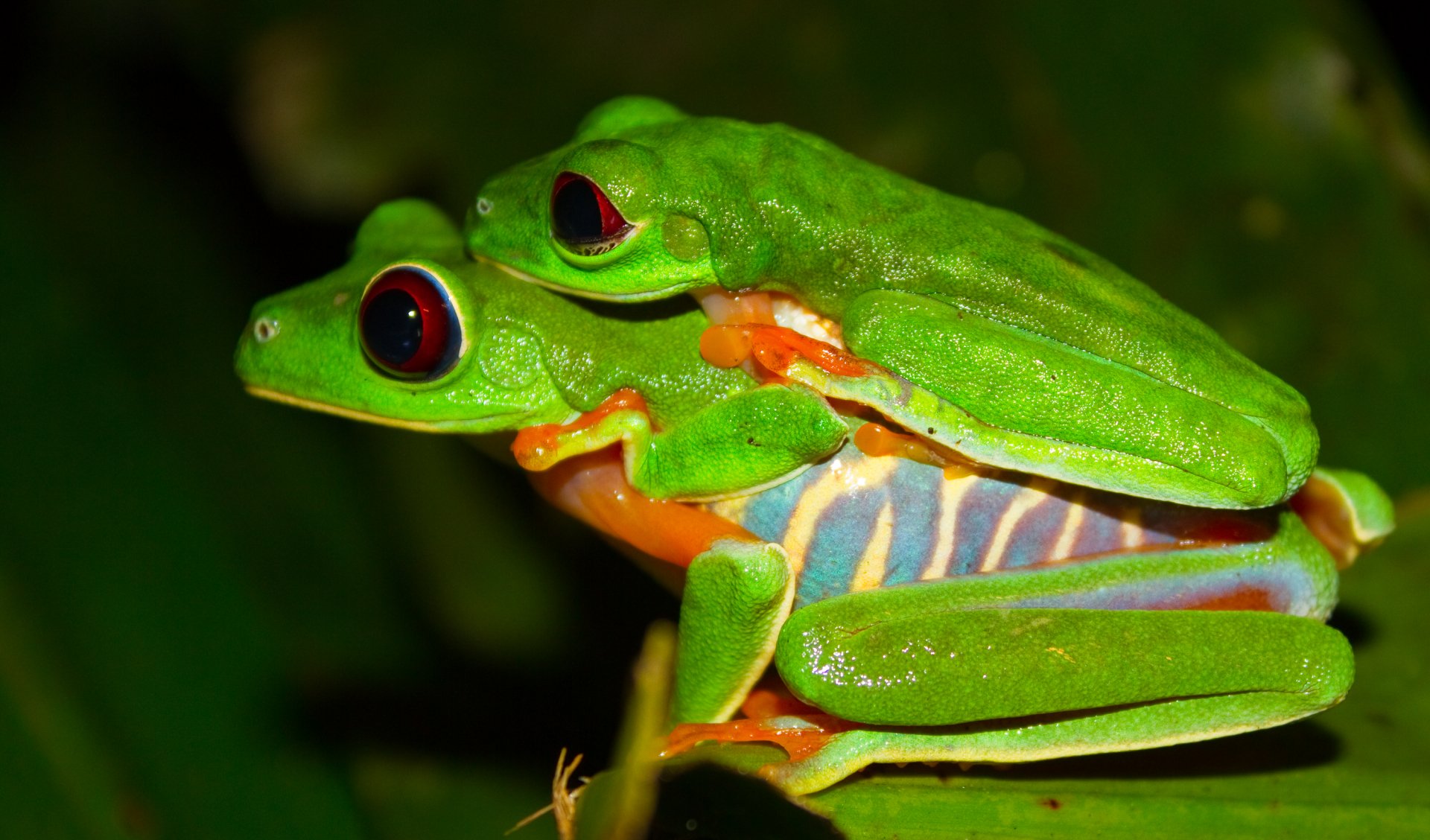 Download Animal Red Eyed Tree Frog  HD Wallpaper