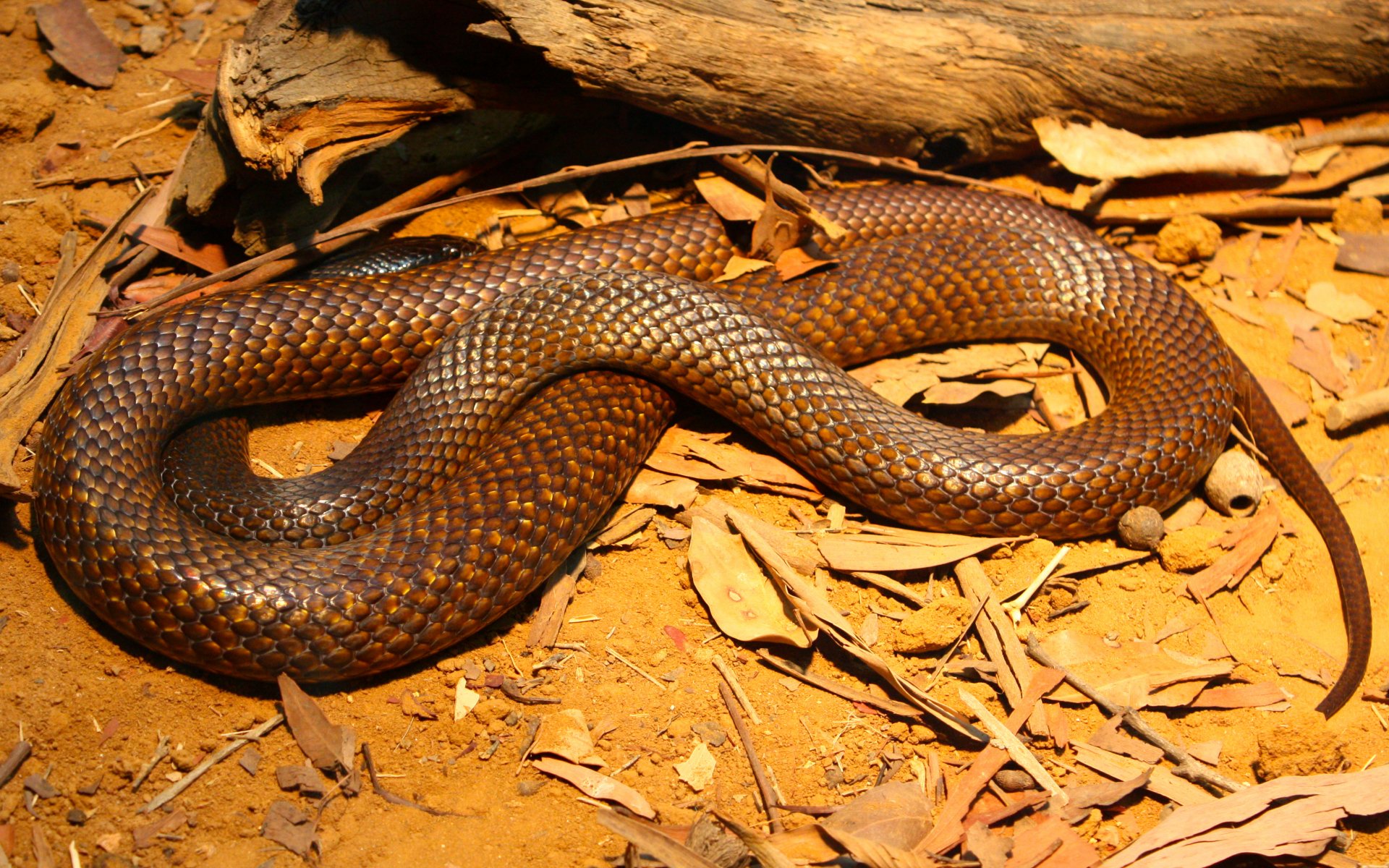 Brown snake coiled on dry leaves and driftwood, warm orange tones — 2K Quad HD PC desktop wallpaper and background.