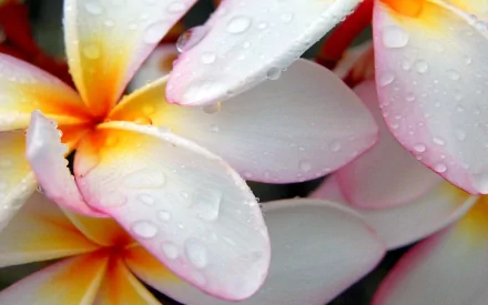 HD PC desktop wallpaper: close-up of frangipani flowers with water drops on white, pink and yellow petals — a vivid nature flower background.