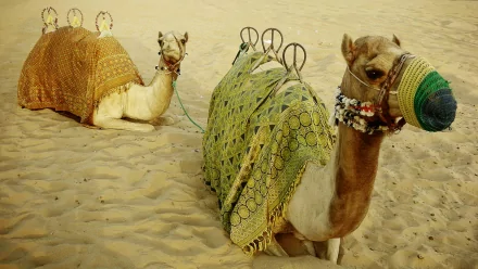 Animal camel HD Desktop Wallpaper | Background Image