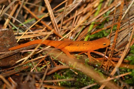 Animal eastern newt HD Desktop Wallpaper | Background Image