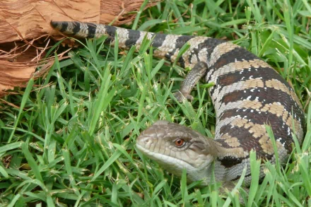 Animal Blue-Tongue Skink HD Desktop Wallpaper | Background Image