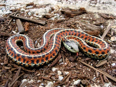 Vibrant garter snake coiled on wood chips; high-resolution 2K Quad HD PC desktop wallpaper and background showcasing orange, black and yellow patterned scales.