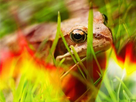 Animal frog HD Desktop Wallpaper | Background Image