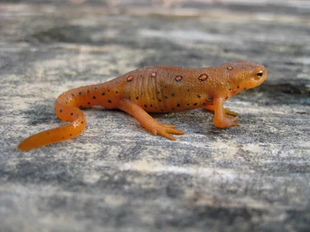 Animal eastern newt HD Desktop Wallpaper | Background Image