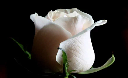 HD desktop wallpaper featuring a close-up of a delicate white rose against a dark background, highlighting nature's elegance and detail.