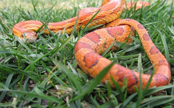 A vibrant corn snake slithers through grass in this HD desktop wallpaper.