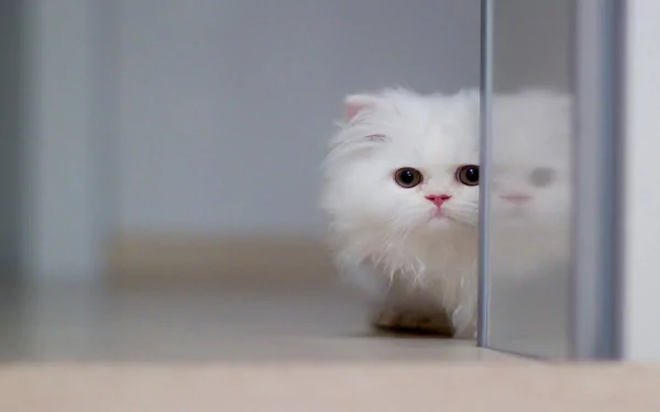 A fluffy Persian kitten peeks around a corner, its large eyes and soft white fur adding charm. This HD image serves as an adorable desktop wallpaper.