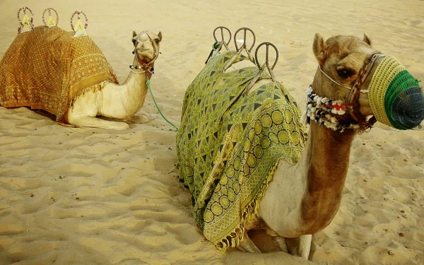 HD PC desktop wallpaper featuring two camels resting on sandy terrain, both adorned with decorative cloths and headgear, set against a plain background.