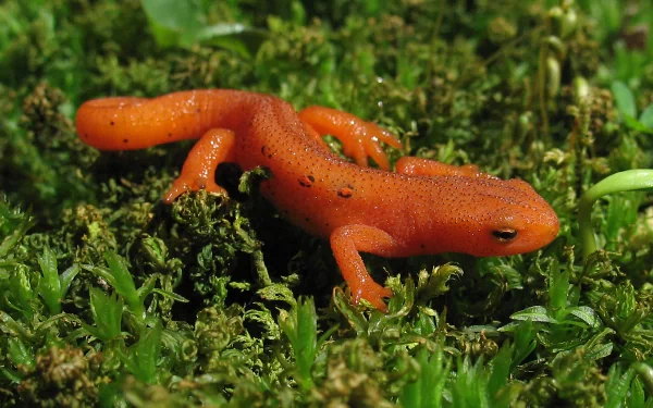 Animal eastern newt HD Desktop Wallpaper | Background Image