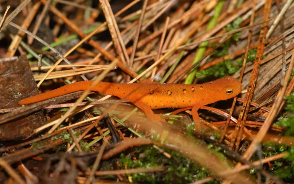 Animal eastern newt HD Desktop Wallpaper | Background Image