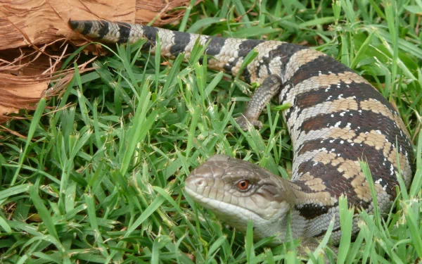 Animal Blue-Tongue Skink HD Desktop Wallpaper | Background Image