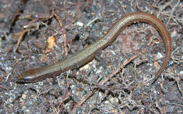 Animal skink HD Desktop Wallpaper | Background Image
