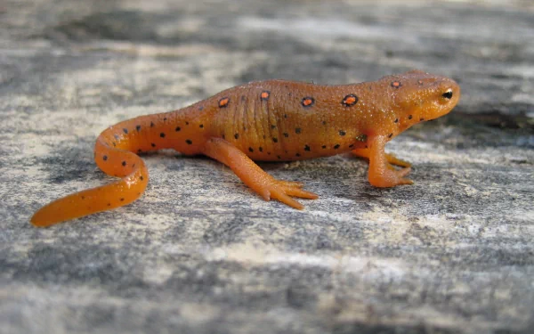 Animal eastern newt HD Desktop Wallpaper | Background Image