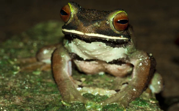 Animal white-lipped tree frog HD Desktop Wallpaper | Background Image