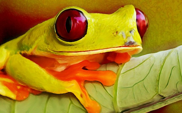 Animal Tree Frog Frogs HD Wallpaper | Background Image