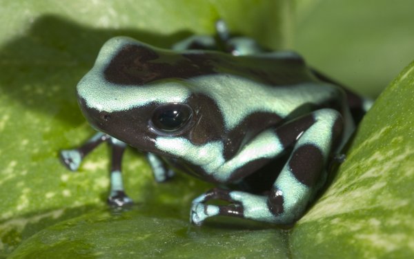 Animal Poison dart frog Frogs HD Wallpaper | Background Image
