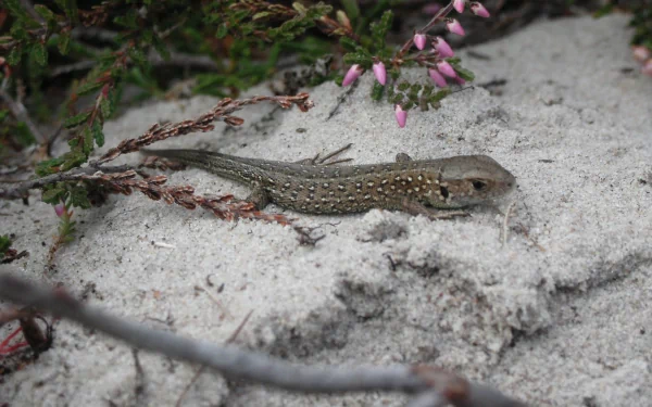 Animal skink HD Desktop Wallpaper | Background Image