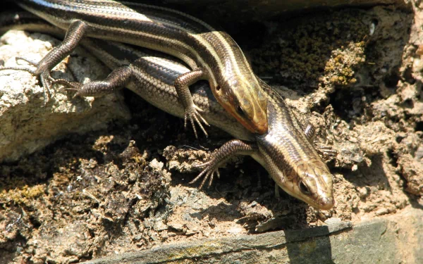  Five-lined Skink