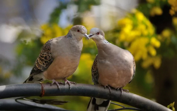 A serene image of two doves perched together, surrounded by vibrant yellow flowers, making an enchanting HD desktop wallpaper and background.