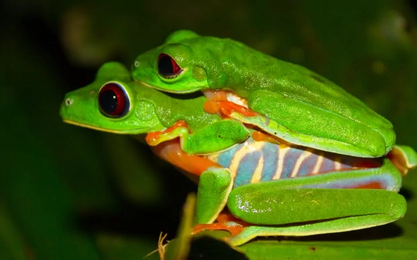 HD desktop wallpaper featuring a close-up of two vibrant red-eyed tree frogs perched on a branch against a dark green blurred background.