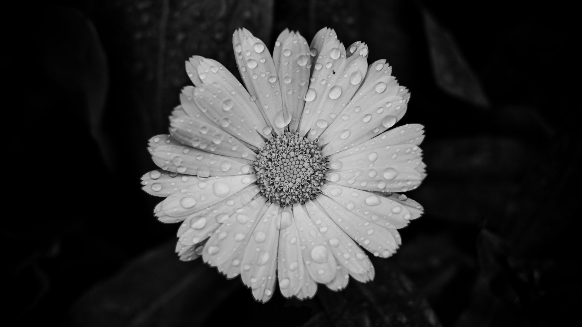 A striking black and white image of a daisy adorned with water drops, showcasing the delicate details of the flower, making it a captivating HD desktop wallpaper.