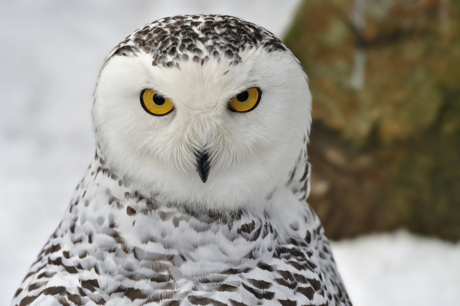 Close-up of a snowy owl with striking yellow eyes against a snowy background, captured in high definition for a PC desktop wallpaper.