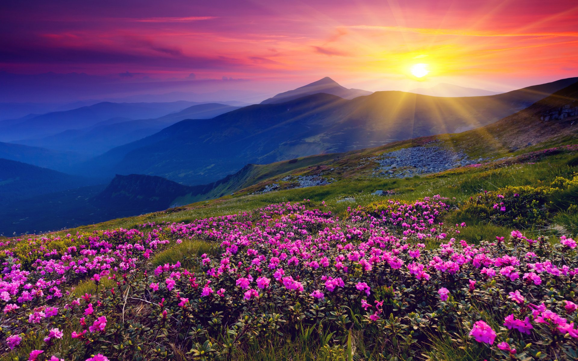 HD PC desktop wallpaper showcasing a vibrant mountain landscape with pink wildflowers under a glowing sunbeam at sunset.