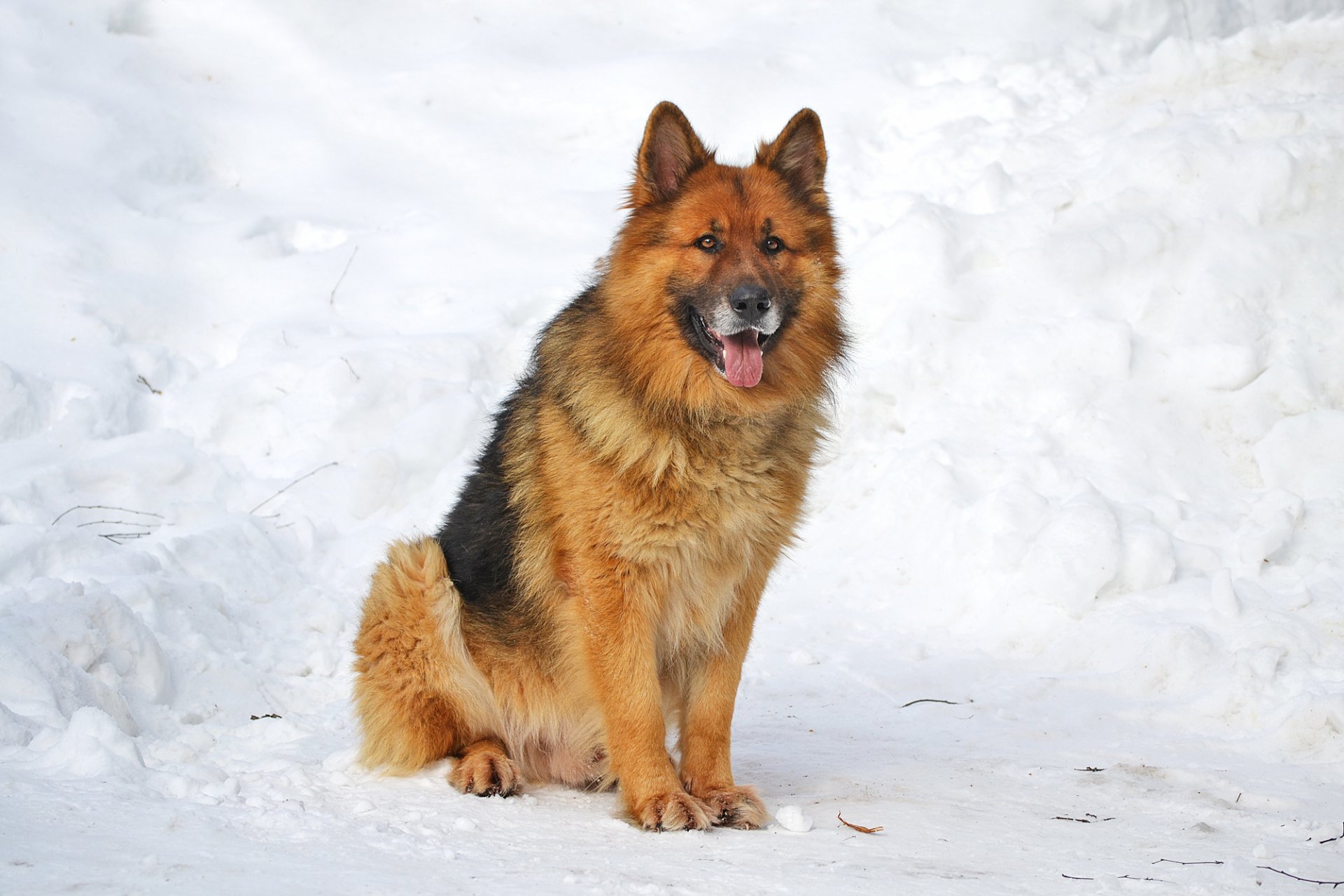 HD desktop wallpaper featuring a German Shepherd sitting in a snowy landscape. The dog looks attentive with its tongue out, surrounded by bright white snow.