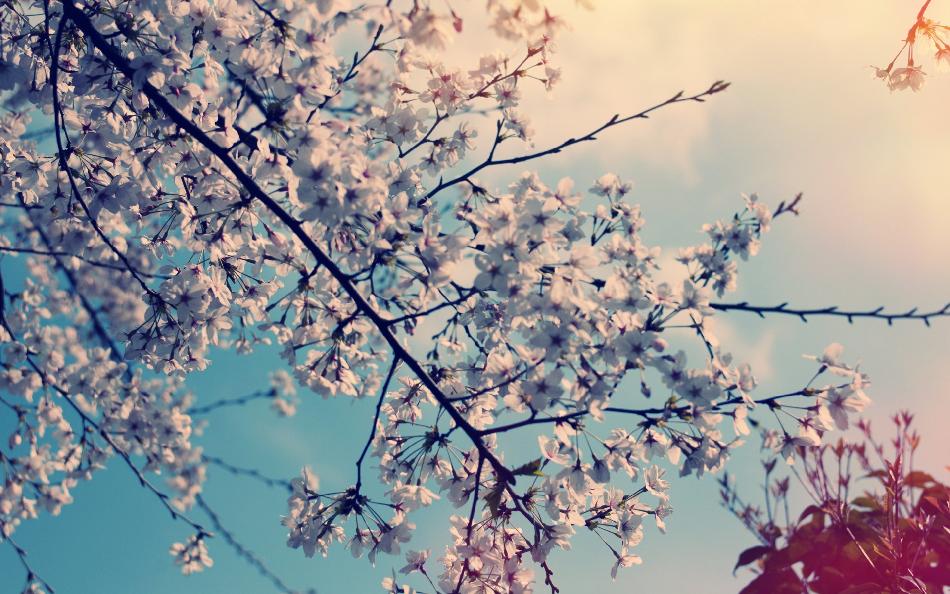 A serene HD wallpaper featuring delicate blossoms against a clear blue sky, capturing the essence of nature in full bloom.