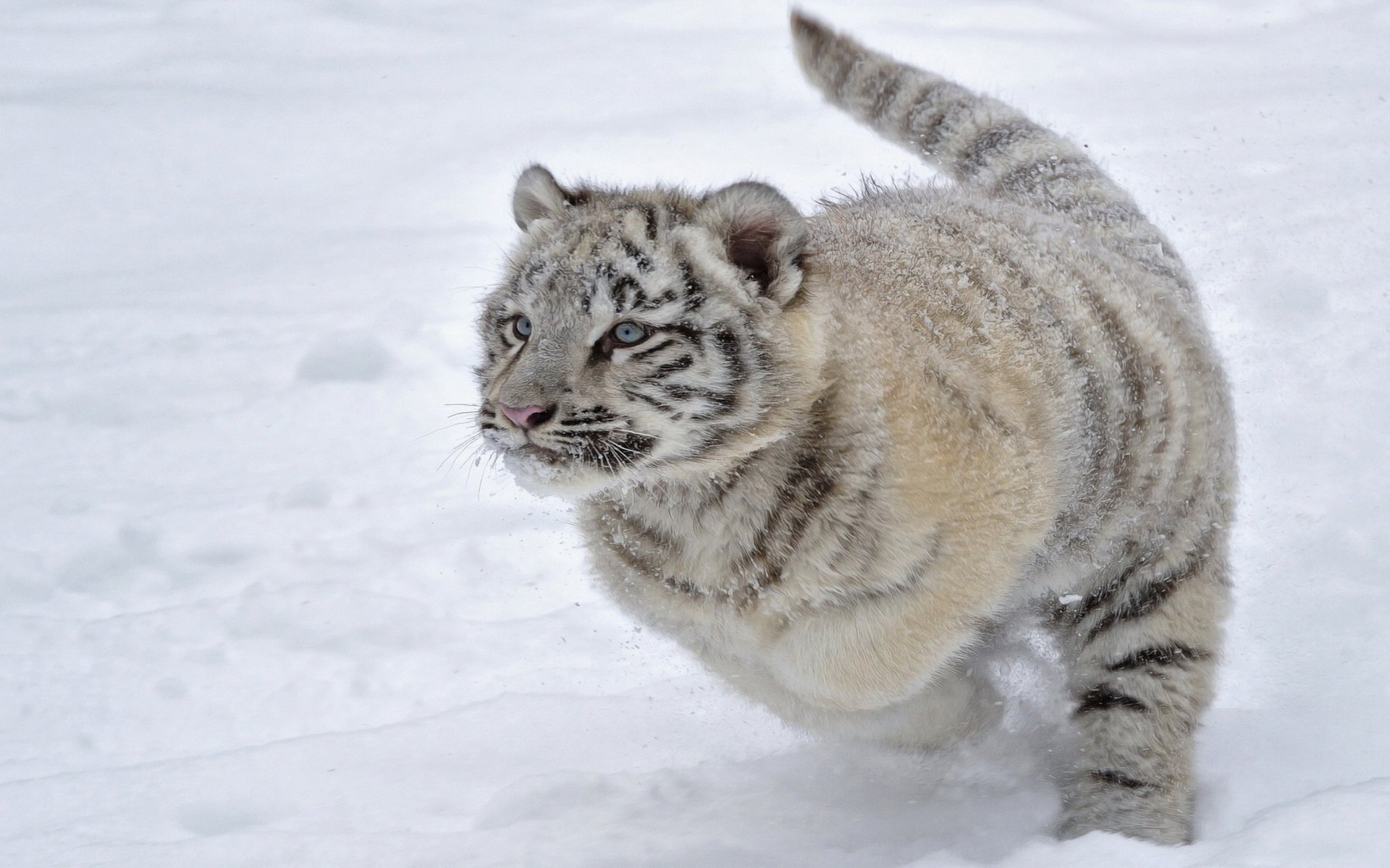 A playful white tiger cub runs across a snowy landscape, capturing the beauty and grace of this majestic animal in a striking HD desktop wallpaper.