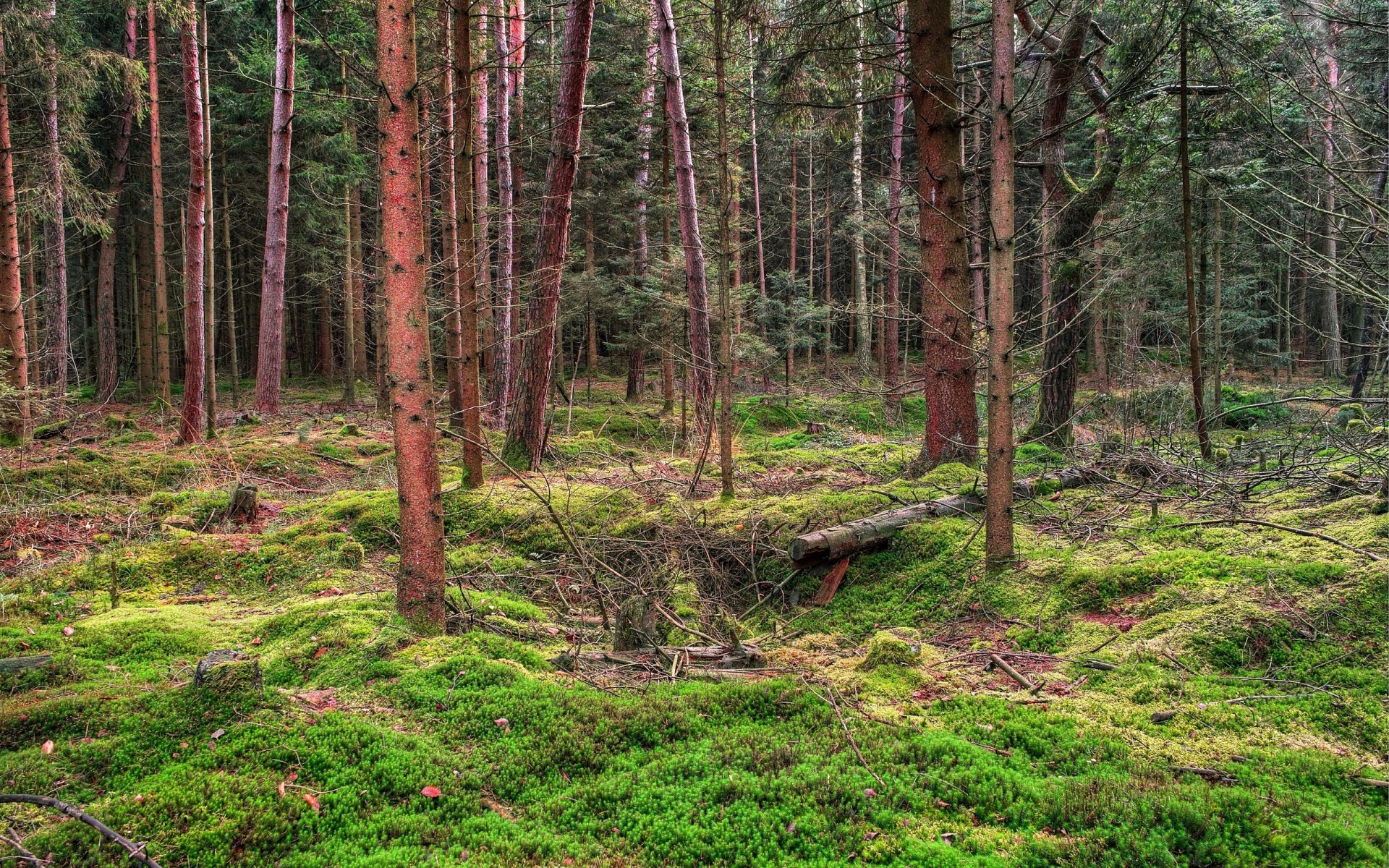 Moss-covered forest floor with tall, slender pines, fallen logs and soft filtered light — 2K Quad HD PC desktop wallpaper and background.