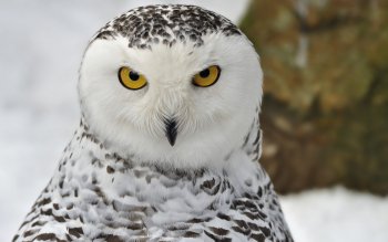 Snowy Owl Pfp