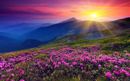 HD PC desktop wallpaper showcasing a vibrant mountain landscape with pink wildflowers under a glowing sunbeam at sunset.