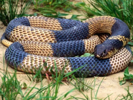  Egyptian Banded Cobra